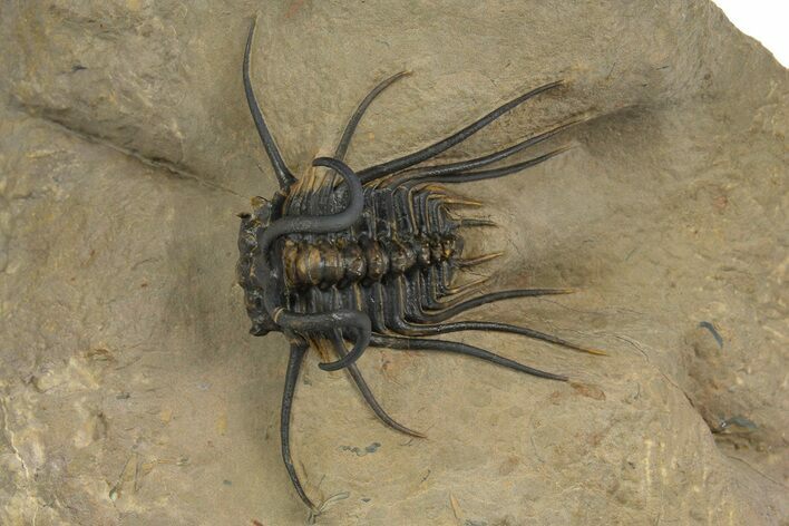 Beautiful, Spiny Dicranurus Trilobite - Excellent Preparation #312740